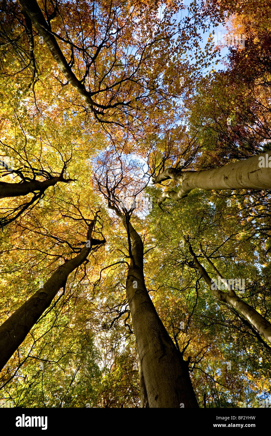 I colori autunnali nei boschi in Cotswolds, Gloucestershire, Inghilterra Foto Stock