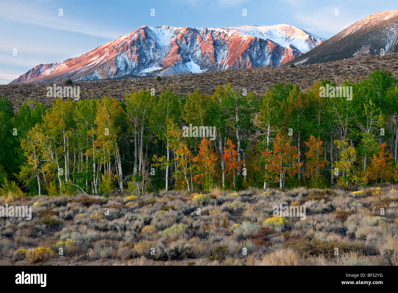 In autunno i colori appaiono in questo Aspen Grove alla base della catena montuosa della Sierra Nevada californiana. Foto Stock