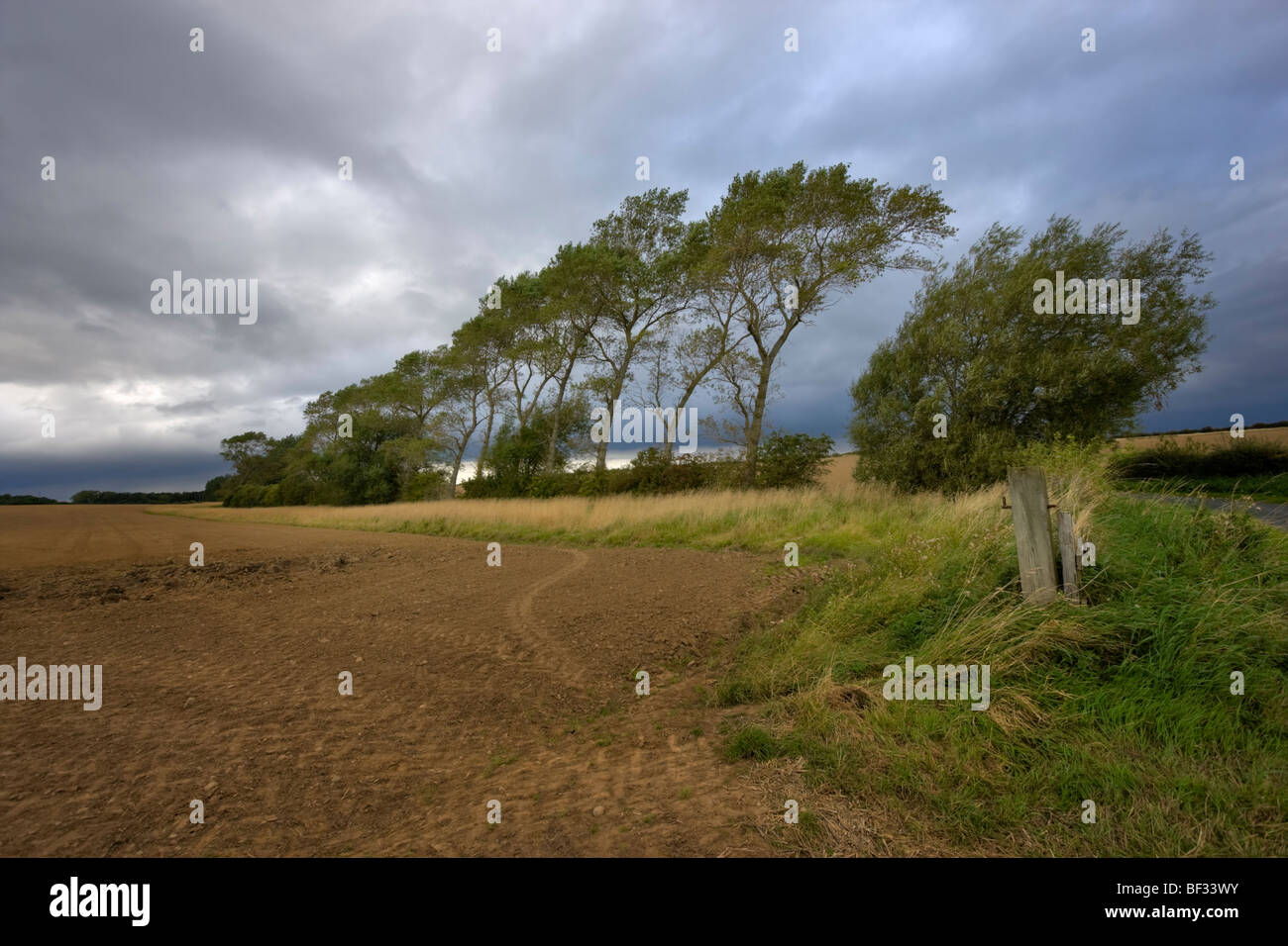 Fila di alberi spazzate dal vento nel Northumbrian terreni agricoli Foto Stock