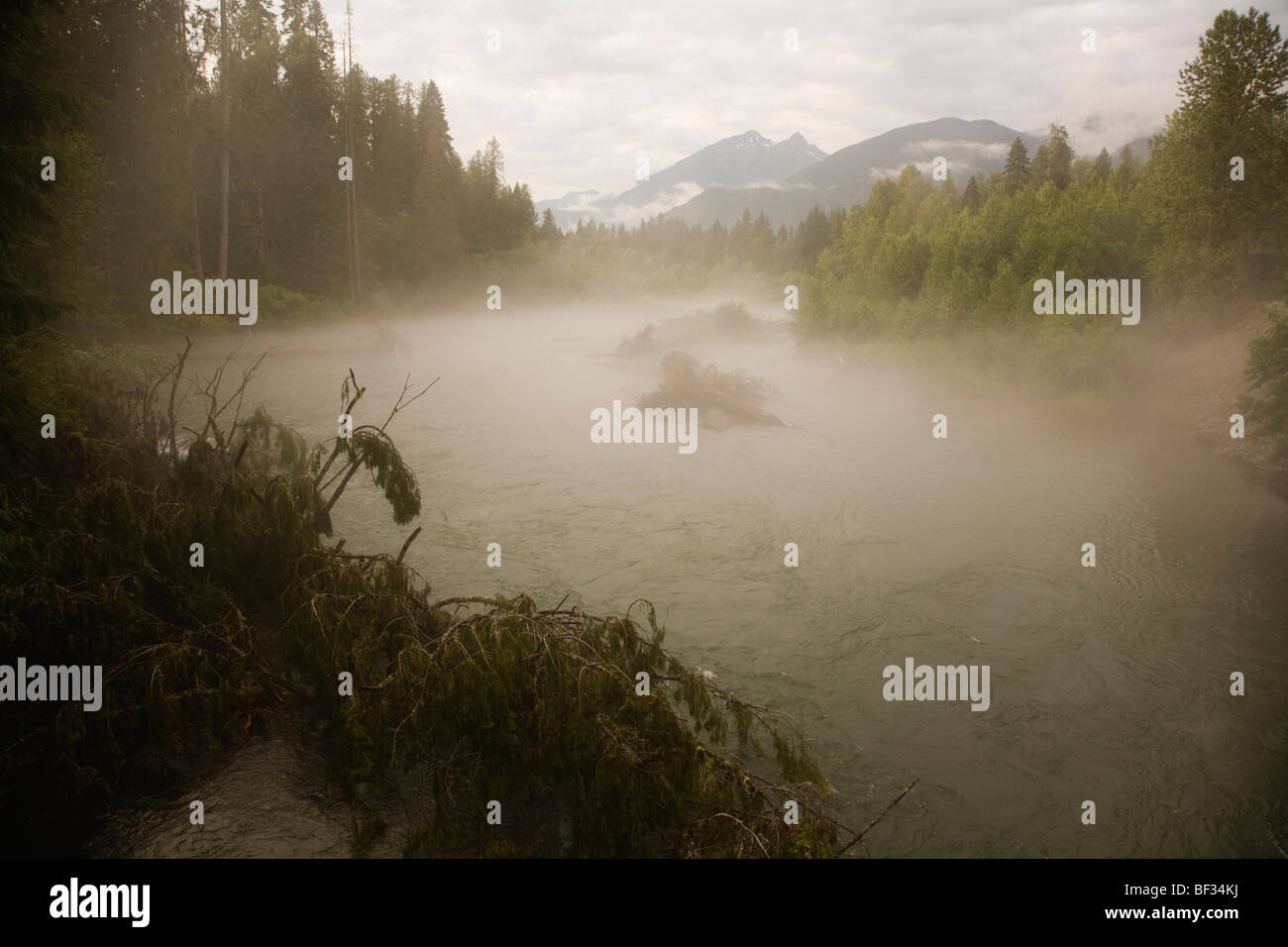 Nebbia enshrouds la Skagit River in Skagit Valley Provincial Park, British Columbia, Canada Foto Stock