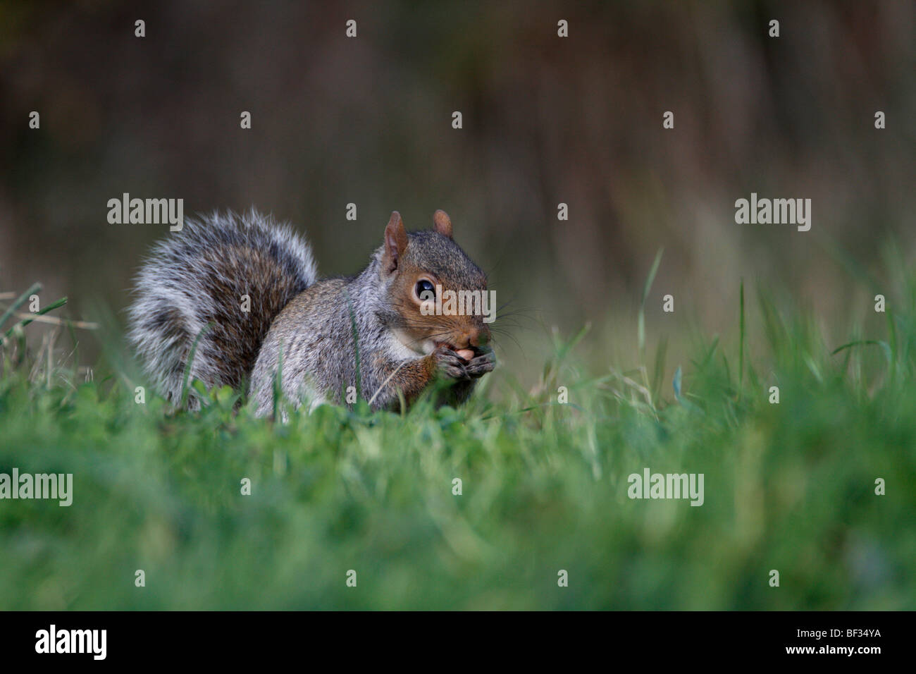 Grigio scoiattolo grigio Sciurus carolinensis acorn feed Foto Stock