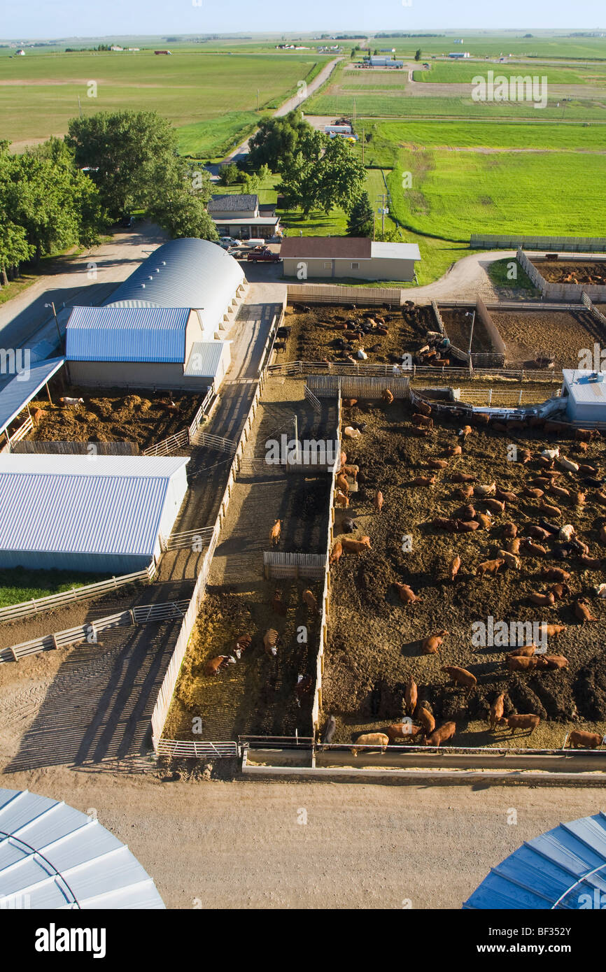 Bestiame - Malati le penne e i bovini di strutture per il trattamento di grandi e moderne feedlot / Alberta, Canada. Foto Stock