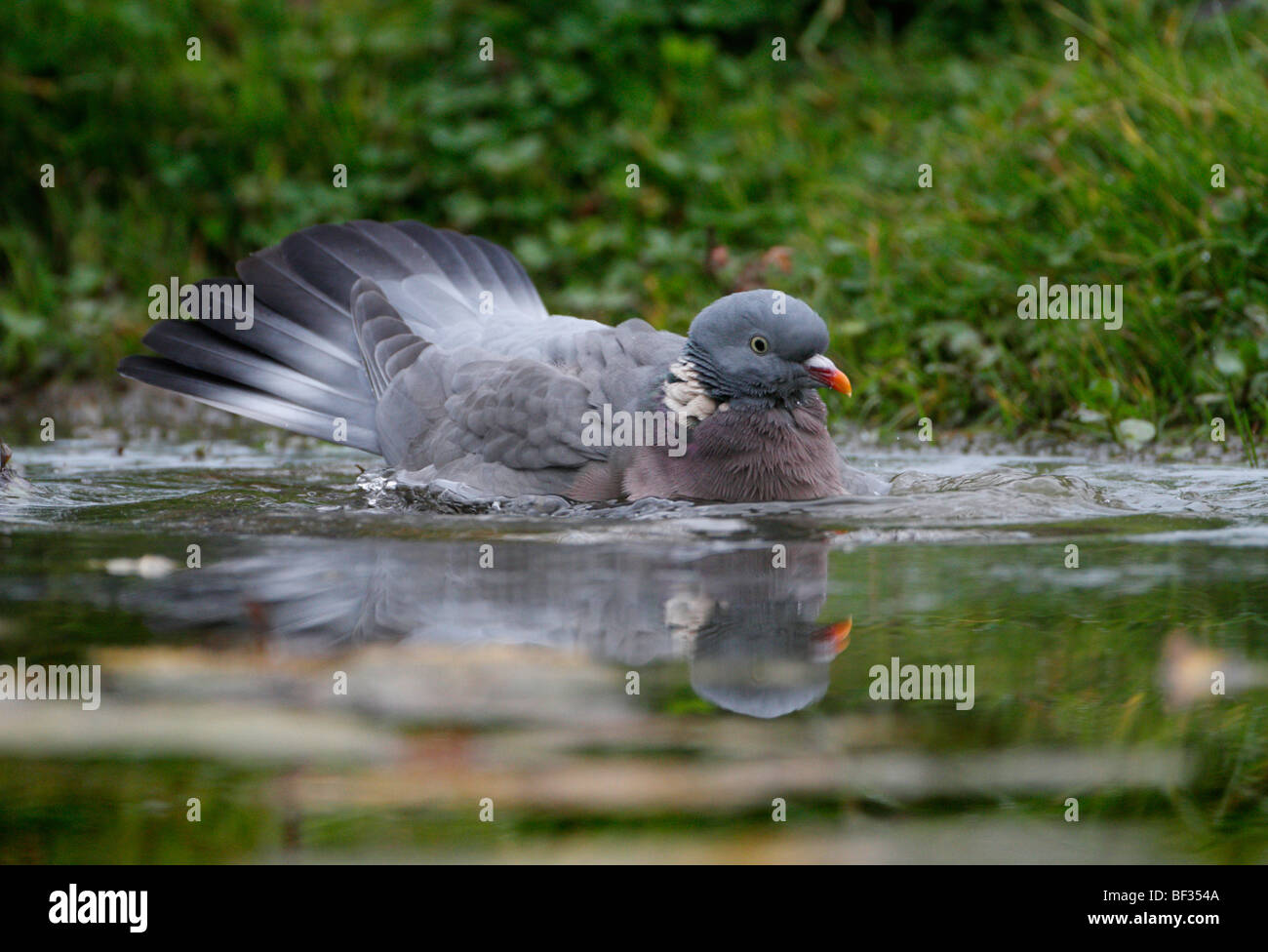 Colombaccio Columba palumbus la balneazione splash acqua Foto Stock