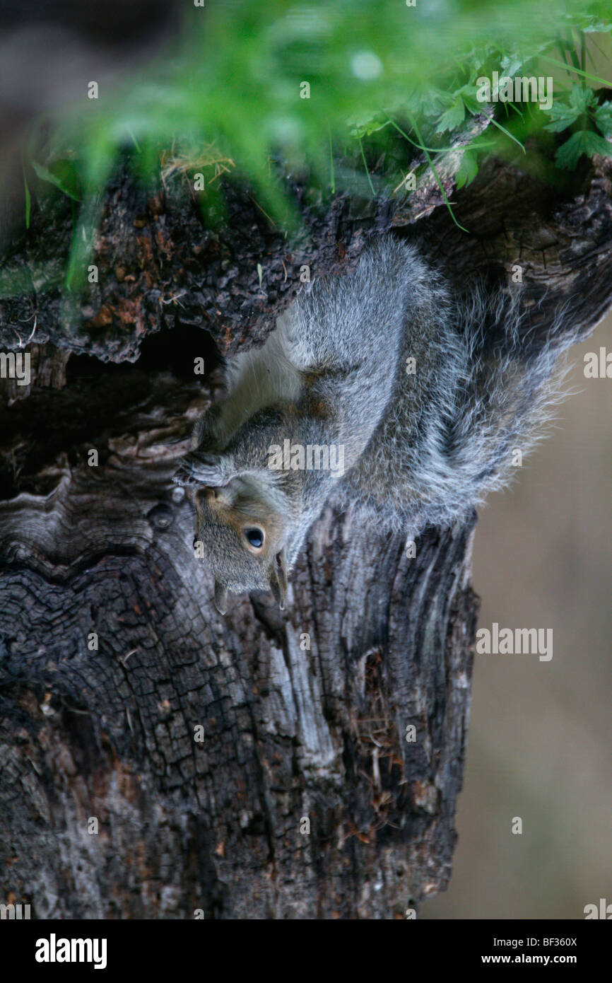 Grigio scoiattolo grigio Sciurus carolinensis riflessione Foto Stock