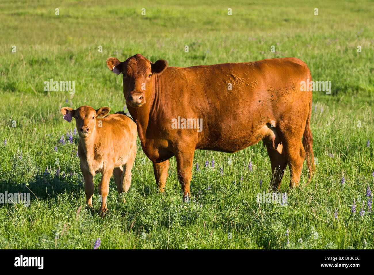 Bestiame - Red Angus mucca e vitello su un pascolo verde / Alberta, Canada. Foto Stock