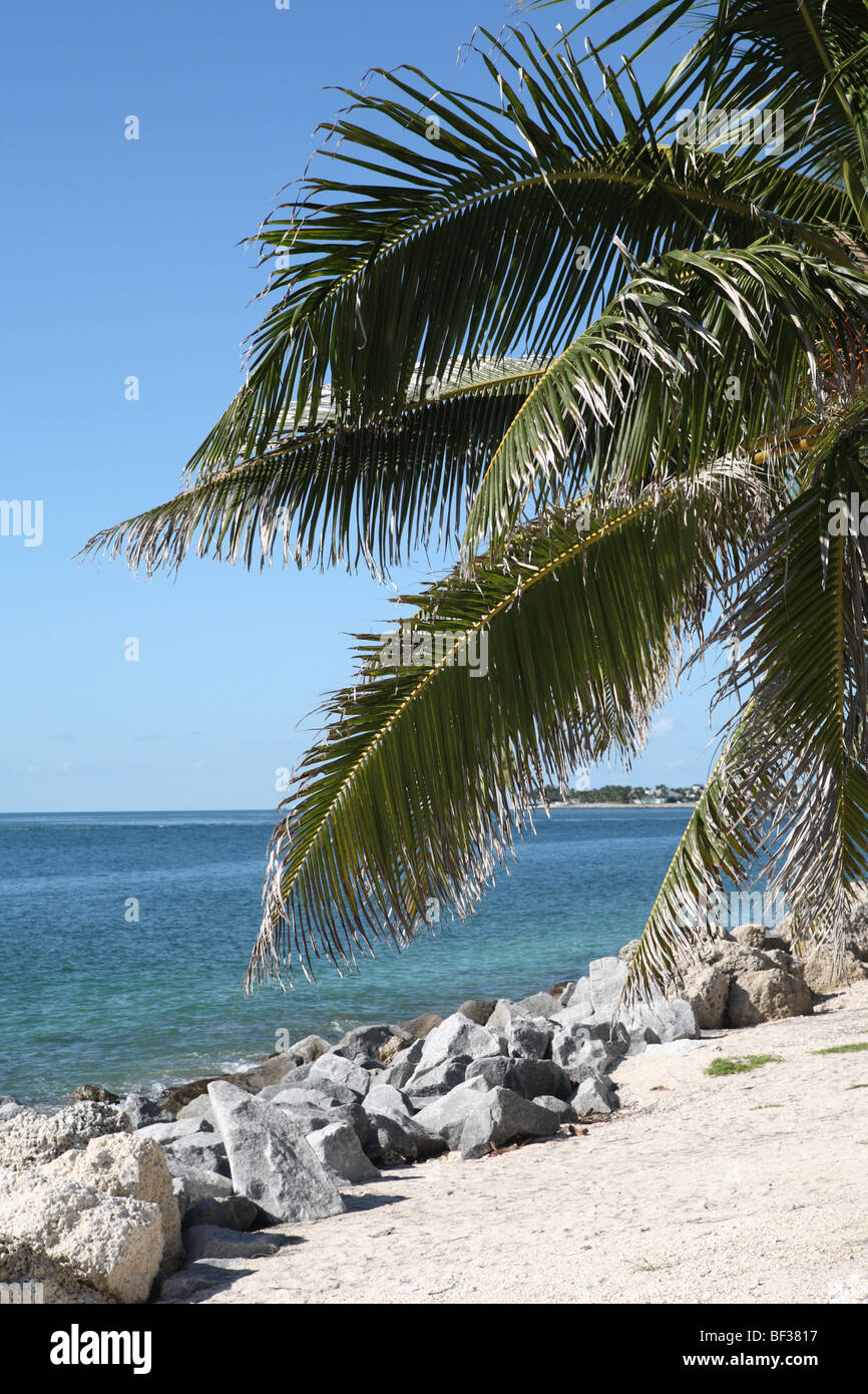 Palm Tree e spiaggia Foto Stock