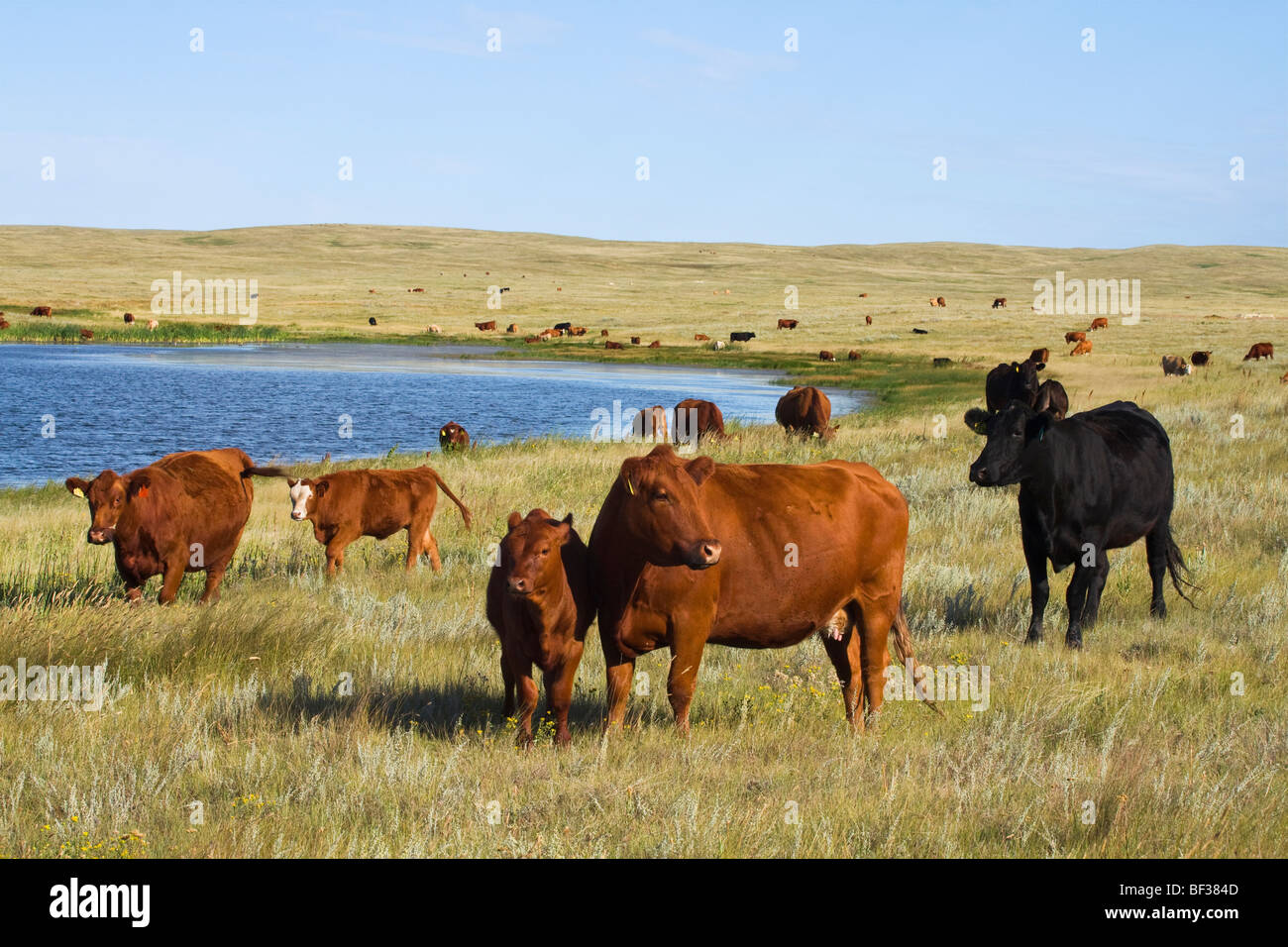 Bestiame - razze miste di carni bovine vacche e vitelli su native prairie lungo il bordo di una prateria / lago Alberta, Canada. Foto Stock