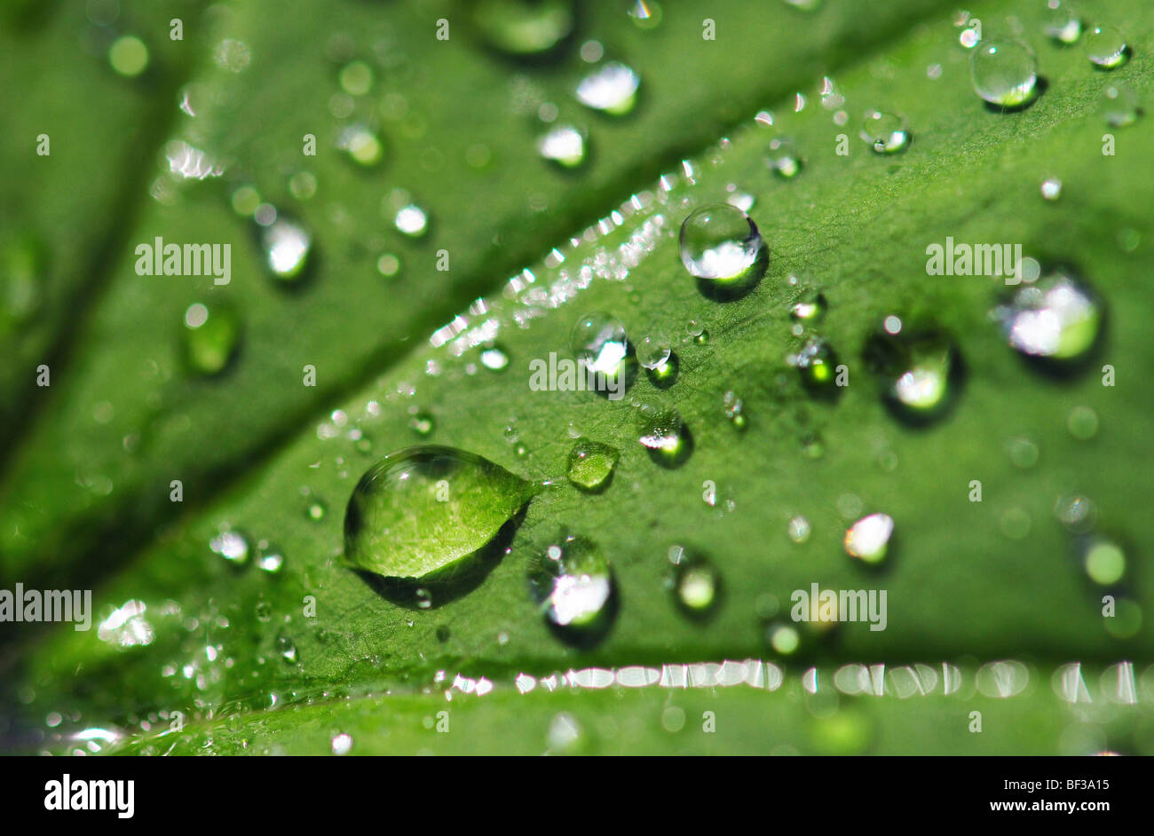 Gocce di pioggia su una foglia. Profondità di campo ridotta Foto Stock