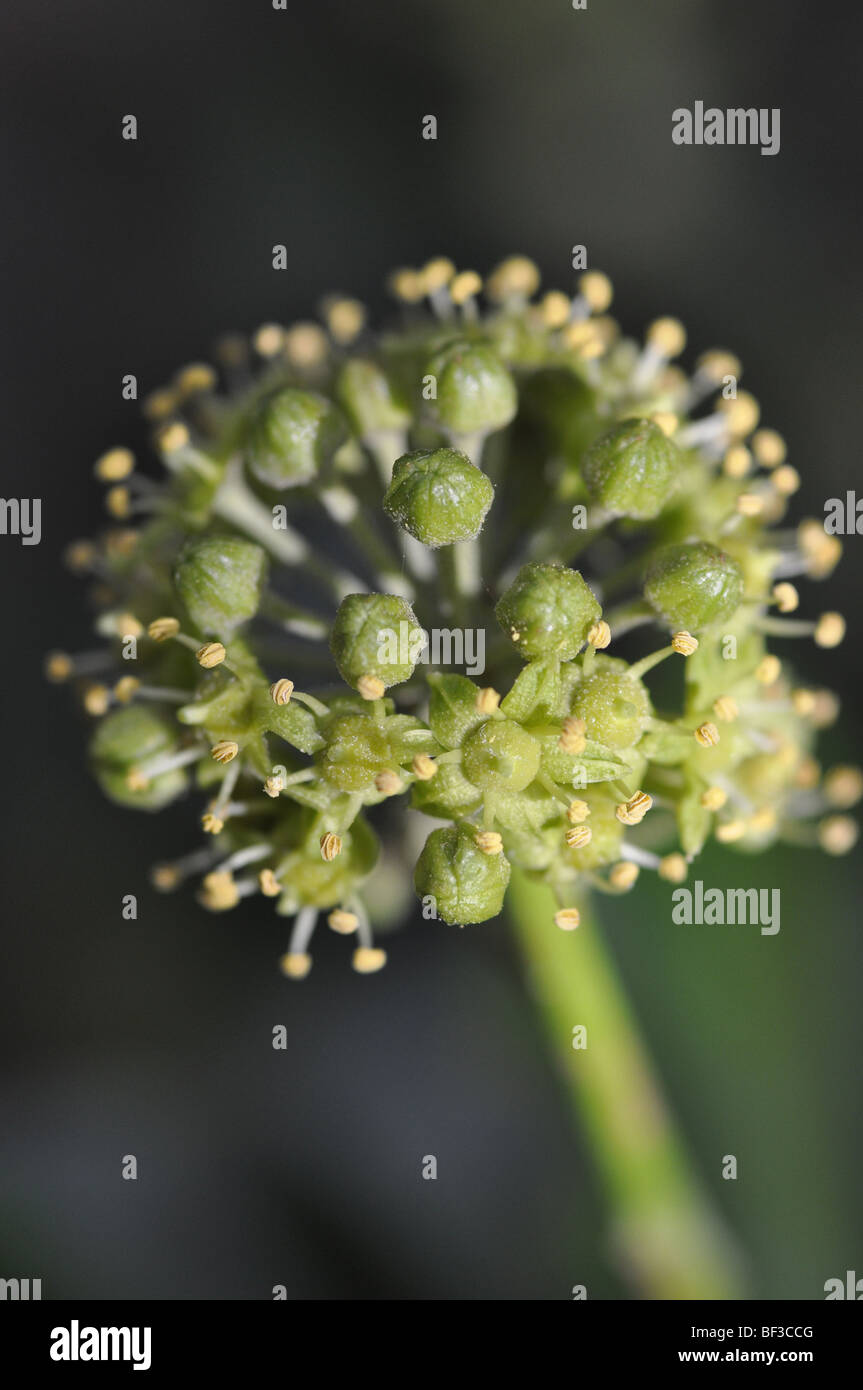 Ivy fiori perenni nativo scalatore Foto Stock