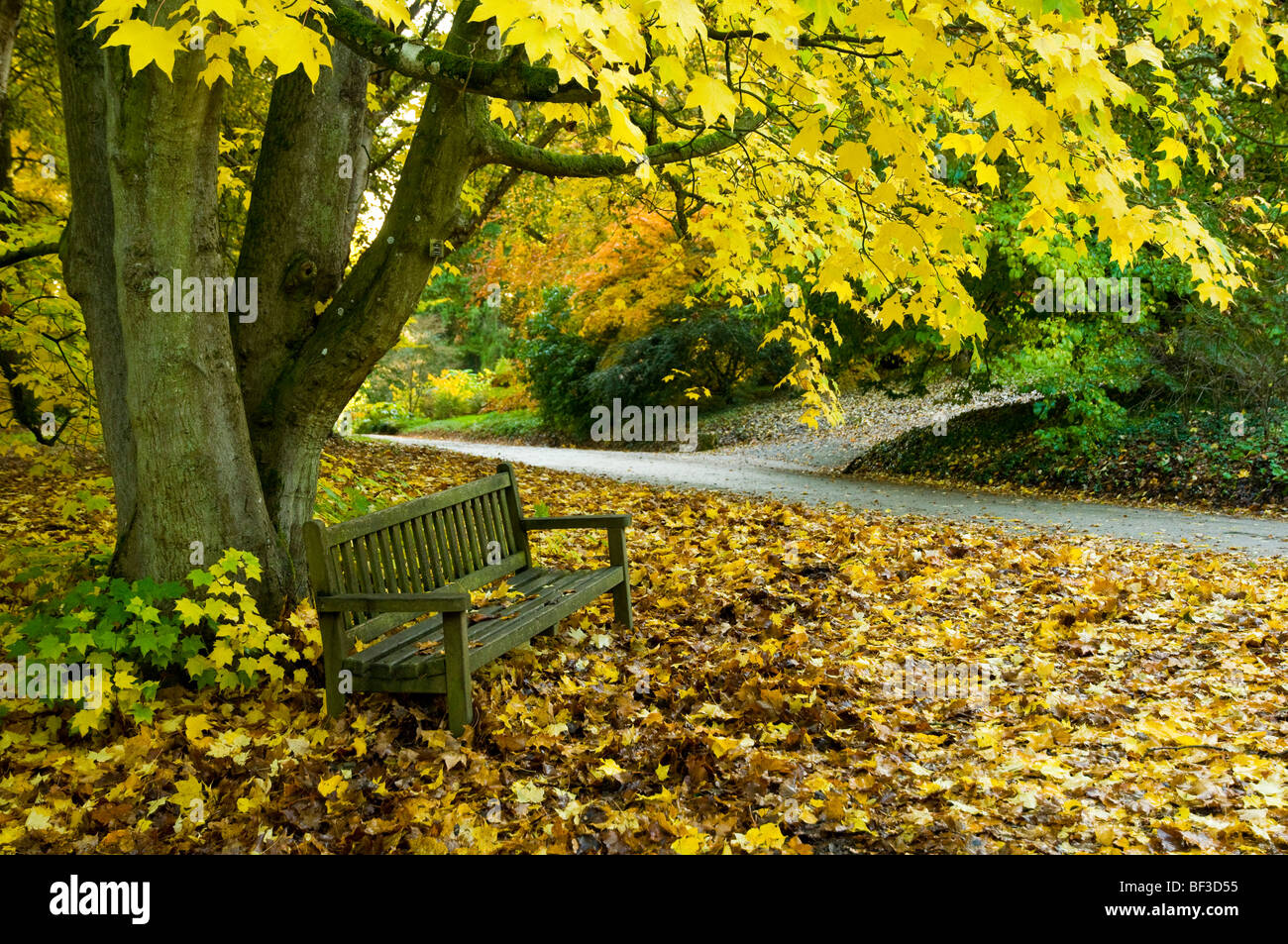 Albero di acero e panca. Autunno alberi con colori autunnali a Batsford Arboretum in Cotswolds, Gloucestershire, Inghilterra. Foto Stock