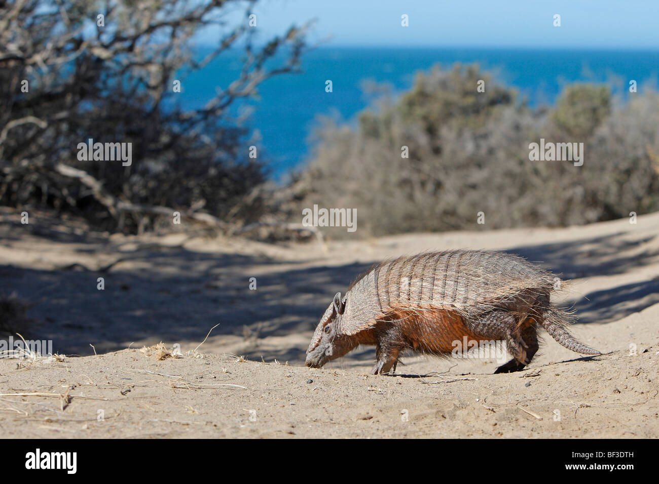 Maggiore Hairy Armadillo (Chaetophractus villosus), in piedi con la costa in background. Foto Stock