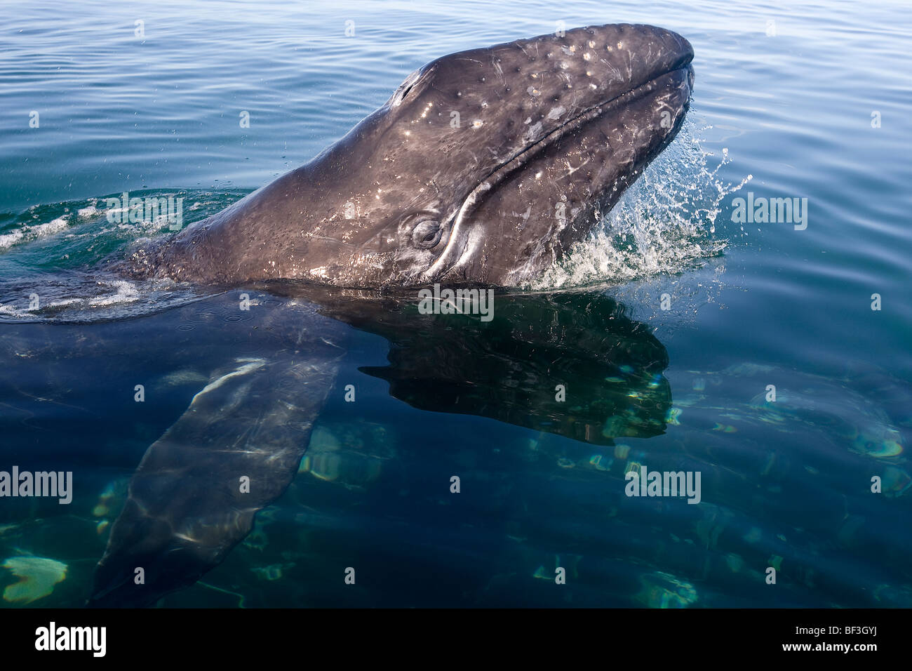 Balena Grigia, balena grigia (Eschrichtius robustus, Eschrichtius gibbosus). Vitello con la testa sollevata al di sopra dell'acqua. Foto Stock