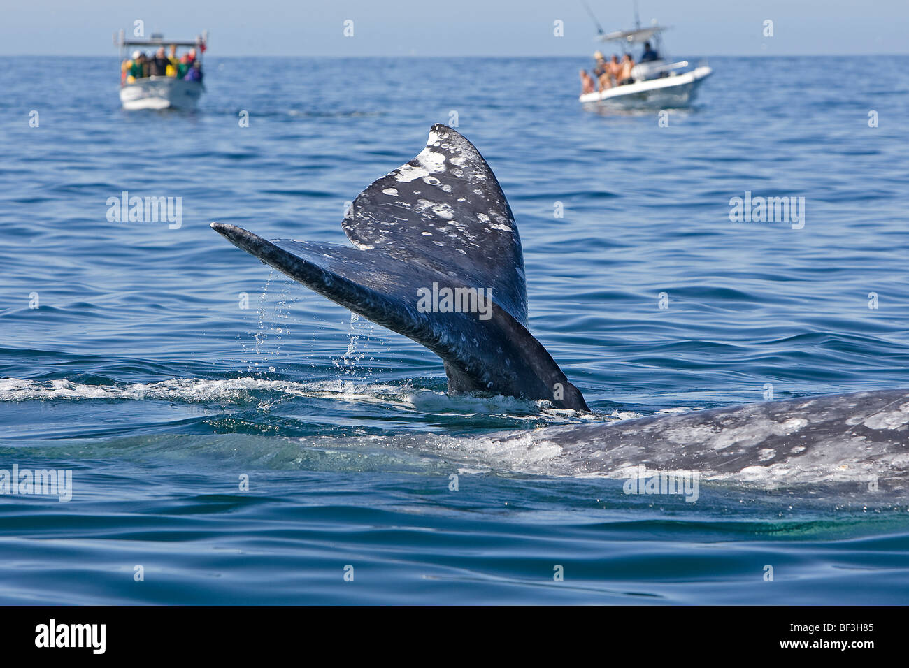 Immersioni subacquee balena grigia, balena grigia (Eschrichtius robustus, Eschrichtius gibbosus) nella parte anteriore del whale-watching barche. Foto Stock
