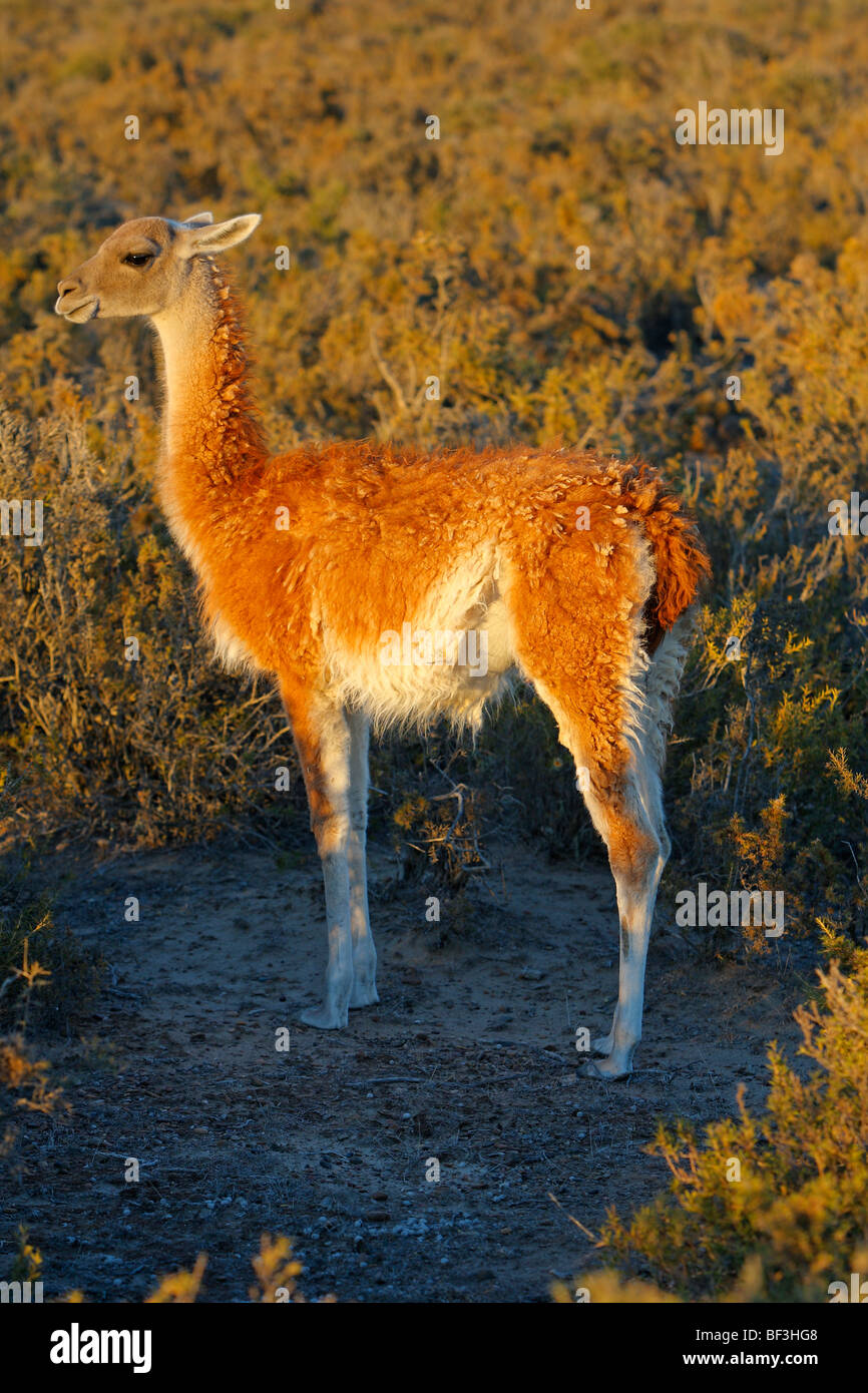 Guanaco (Lama guanicoe), in piedi, visto da lato a. Foto Stock
