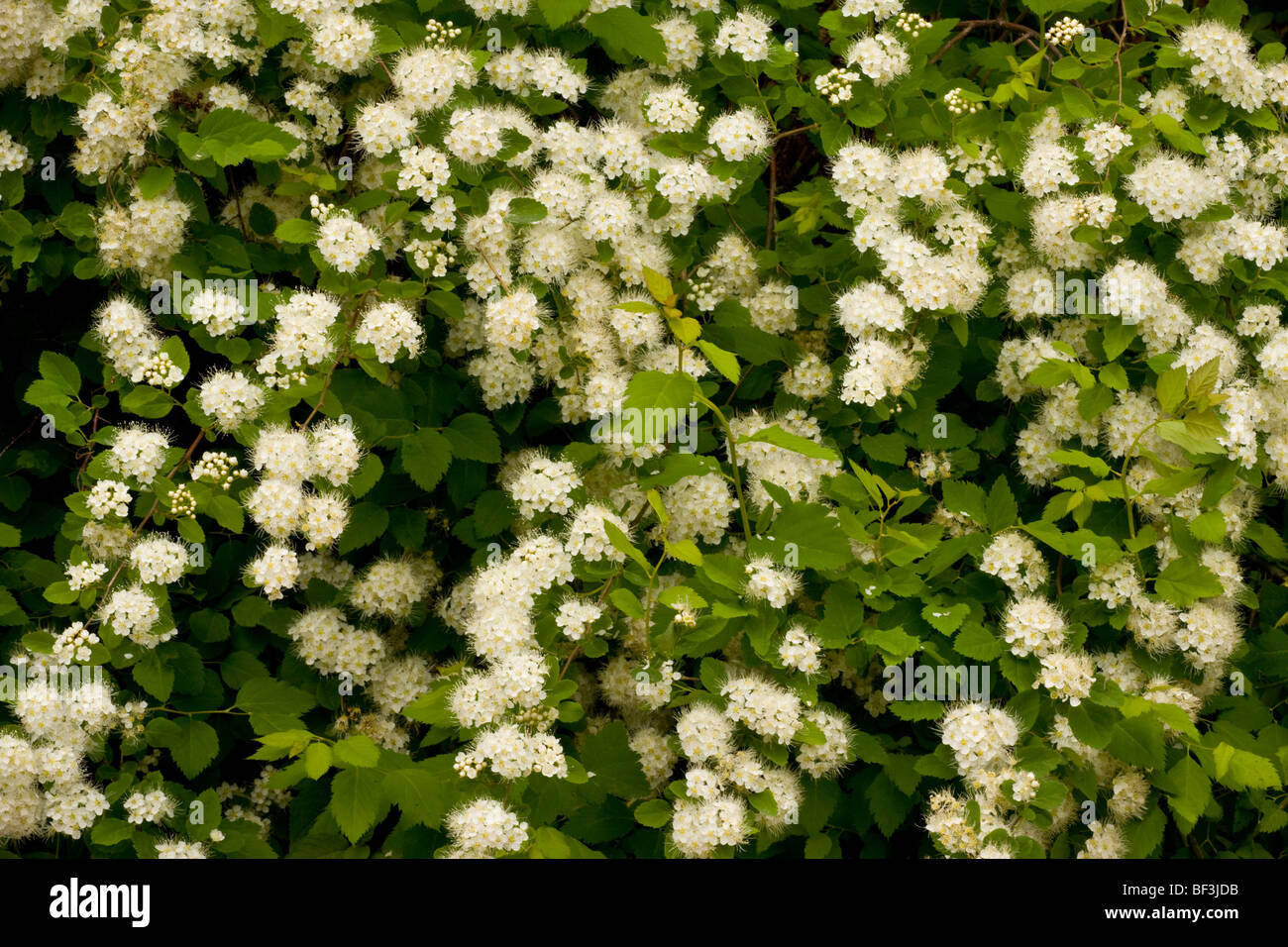 Elm-lasciava Spiraea Spiraea ulmifolia = Spiraea chamaedryfolia ssp. ulmifolia Foto Stock