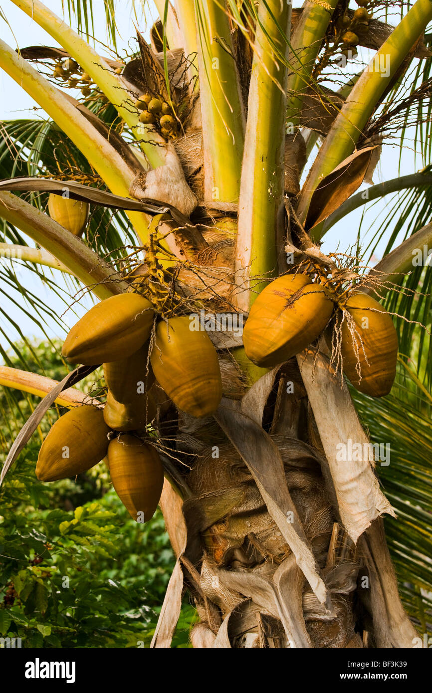 Agricoltura - maturo (noci di cocco Cocos nucifera) su una palma da cocco albero / KONA, HAWAII, Stati Uniti d'America. Foto Stock