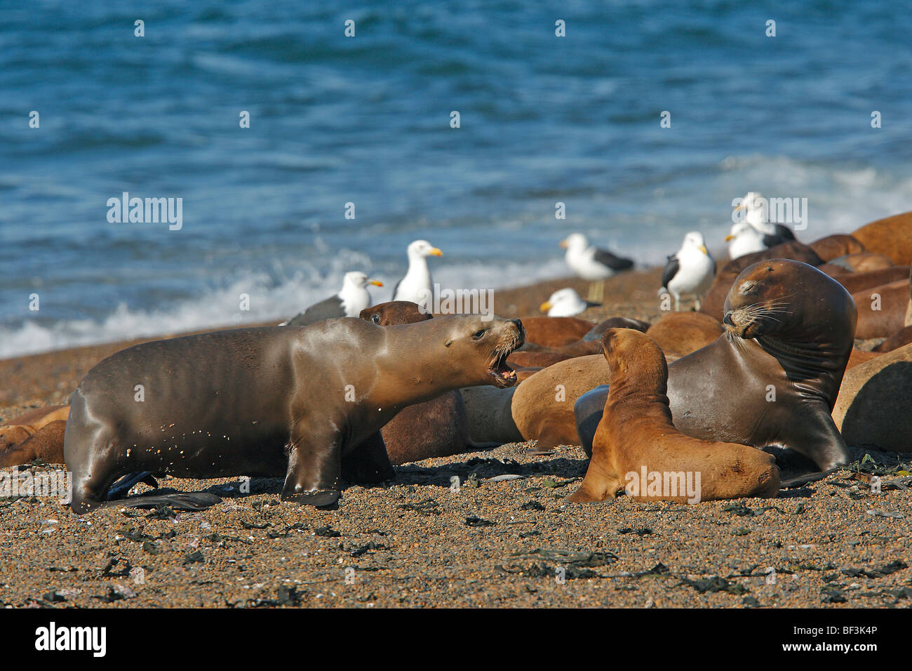 Southern Sea Lion (Otaria flavescens, Otaria byronia). Femmina di riprovazione dei giovani. Penisola di Valdes, Argentinia. Foto Stock