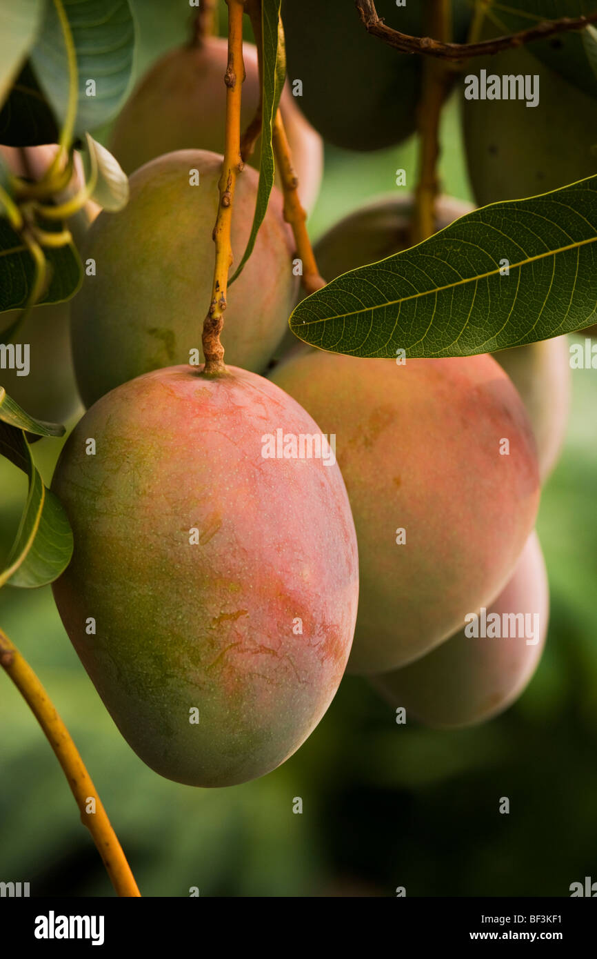 Agricoltura - la stagionatura mango sull'albero / KONA, HAWAII, Stati Uniti d'America. Foto Stock