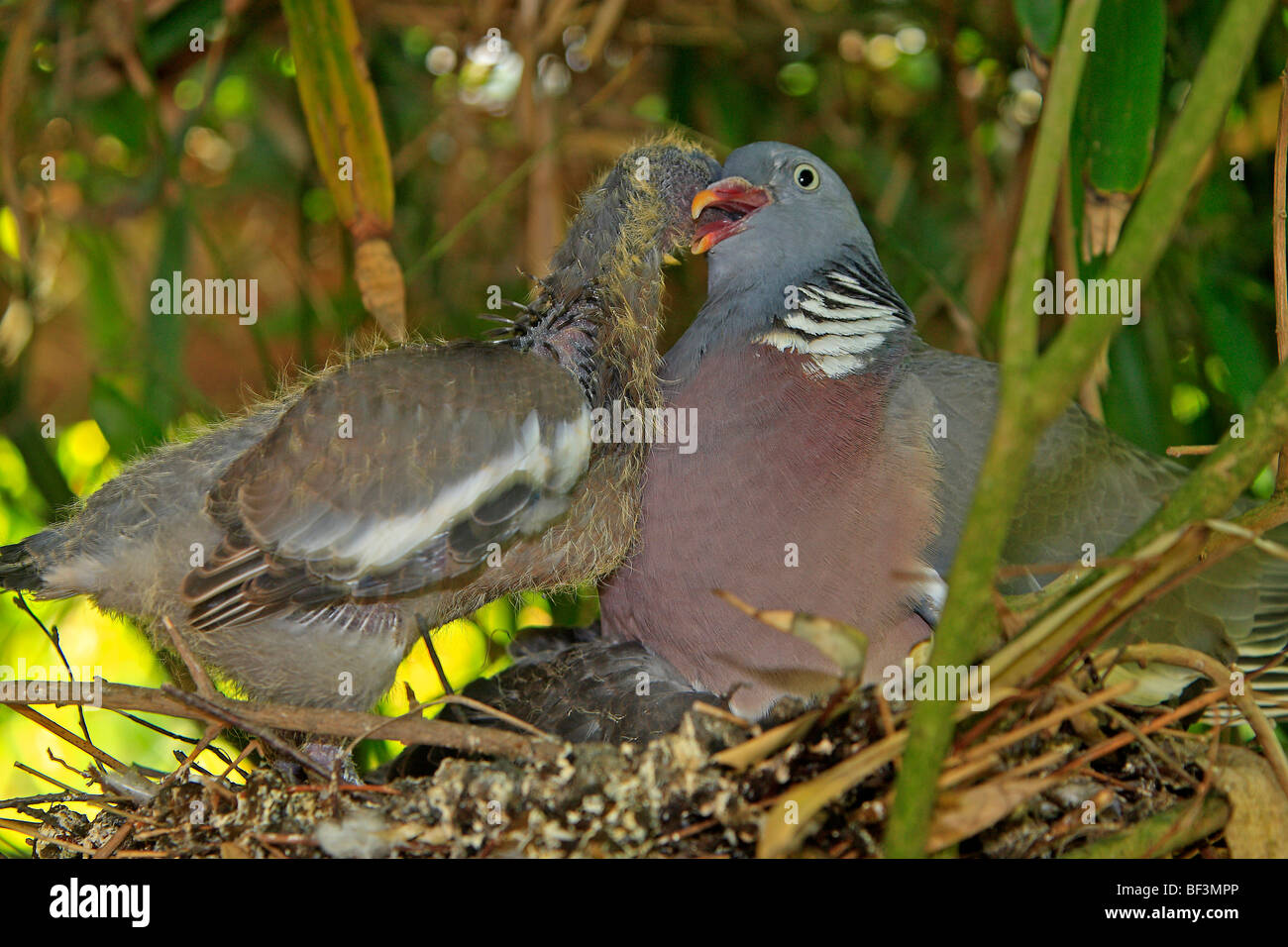 Il Colombaccio ( Columba palumbus), Adulto pulcino di alimentazione al nido. Foto Stock