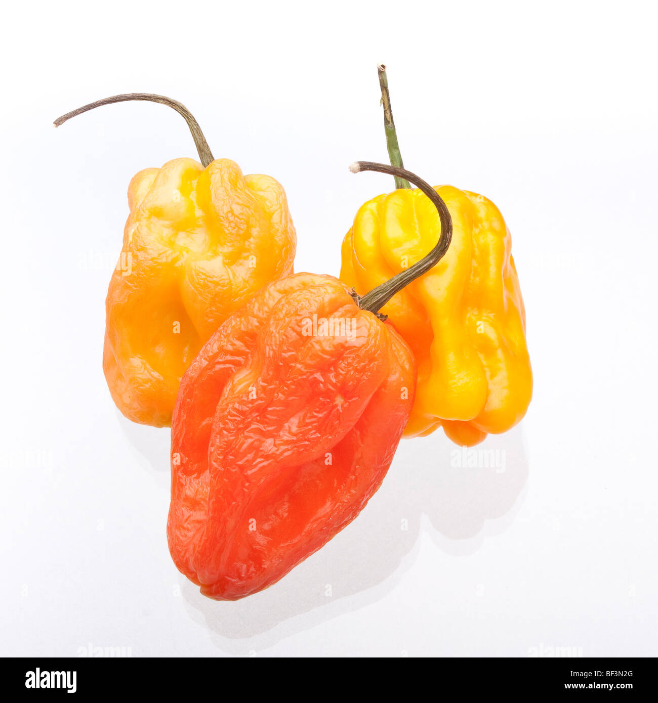 Arancio e giallo Scotch Bonnet Chili Peppers isolata contro uno sfondo bianco. Foto Stock