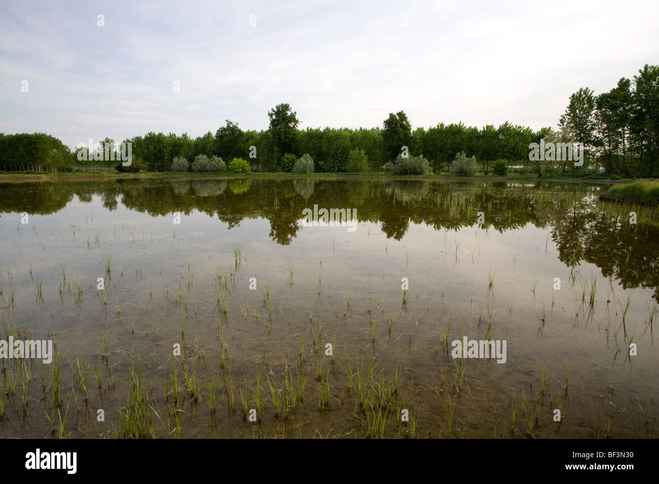 Campo di riso nei pressi di Mortara Italia Foto Stock