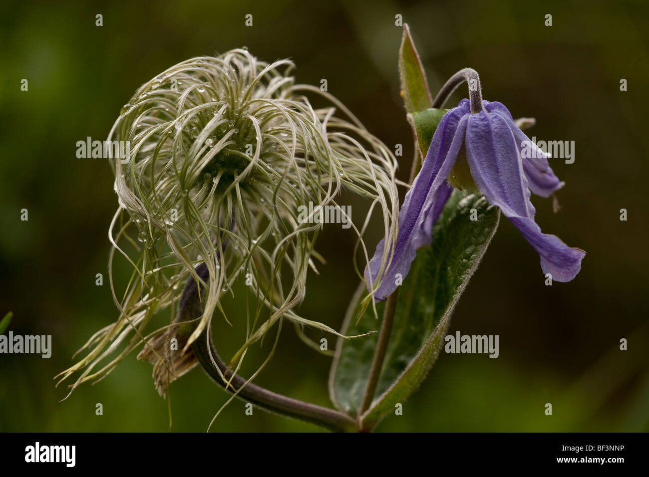 Clematis integrifolia in fiore e frutto Foto Stock