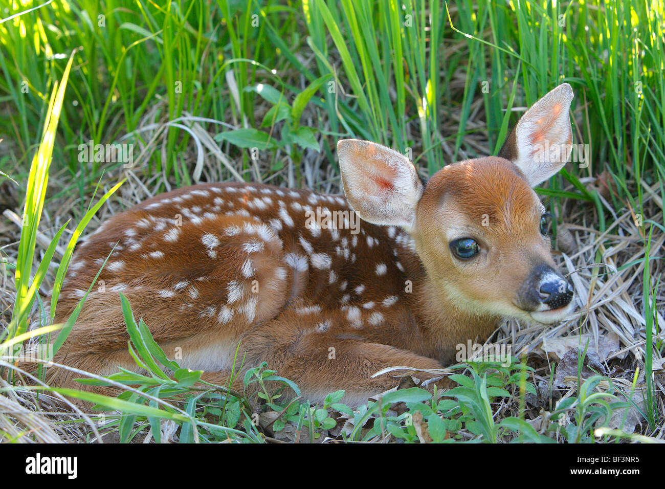 White-Tailed Deer (Odocoileus virginianus), fulvo sdraiati su un prato Foto Stock