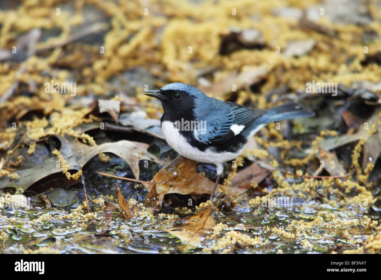 Nero-throated Blue trillo (Dendroica caerulescens caerulescens), Molla maschio in perfetto piumaggio di allevamento Foto Stock