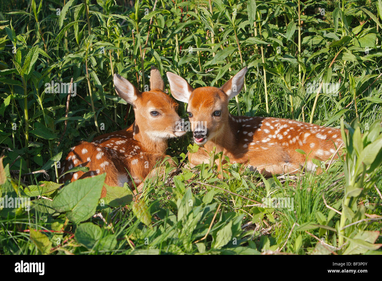 White-Tailed Deer (Odocoileus virginianus). Due cerbiatti giacente in un prato. Foto Stock