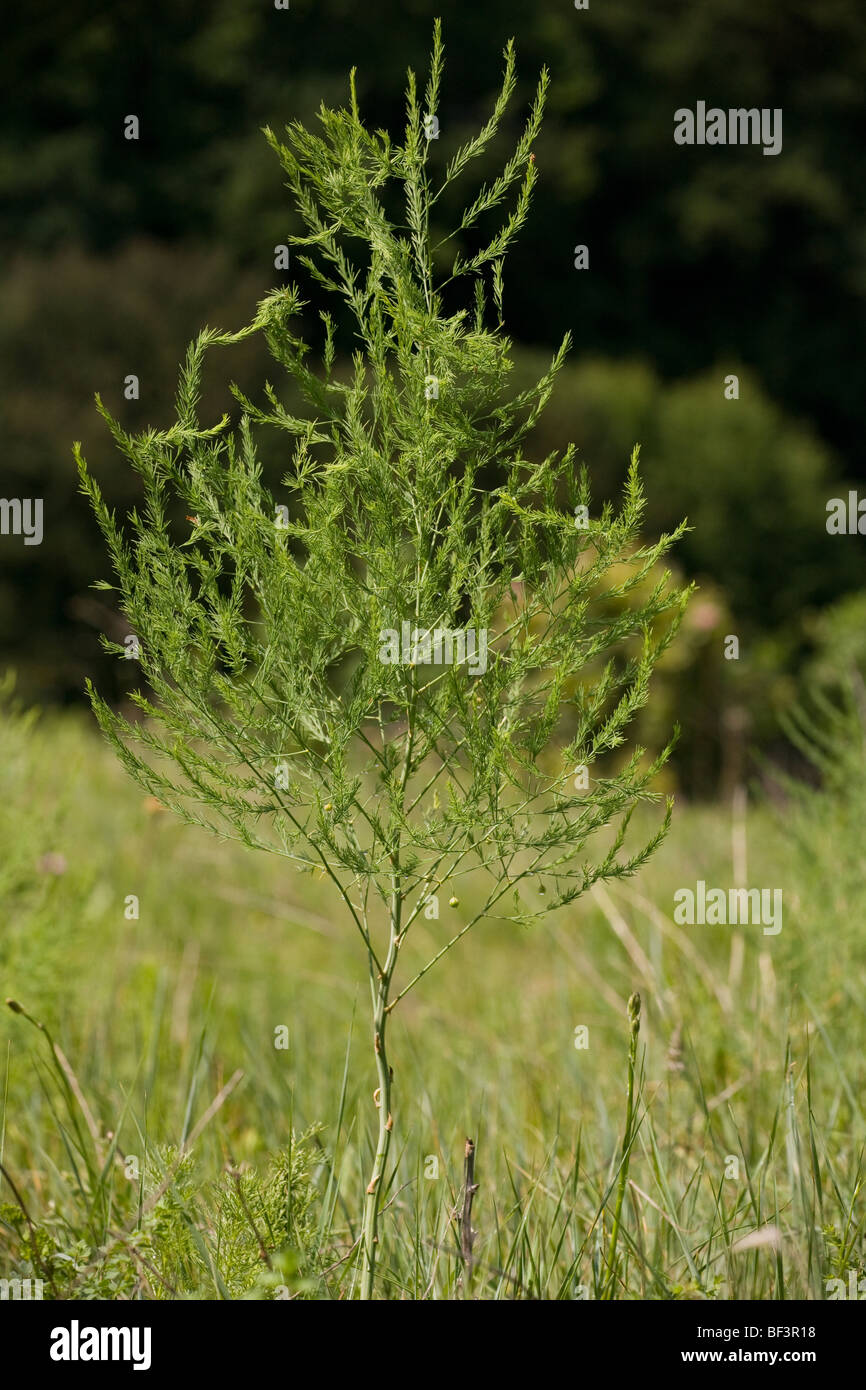 Gli asparagi selvatici, Asparagus officinalis Foto Stock