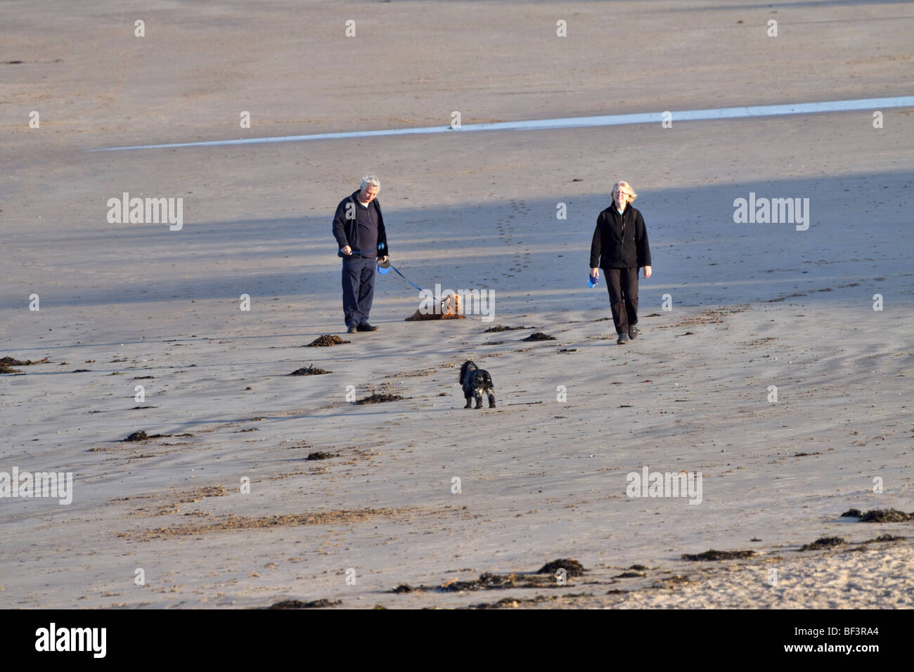Cane di camminare sulla spiaggia a bassa Newton-per-il-Mare, Northumberland Foto Stock