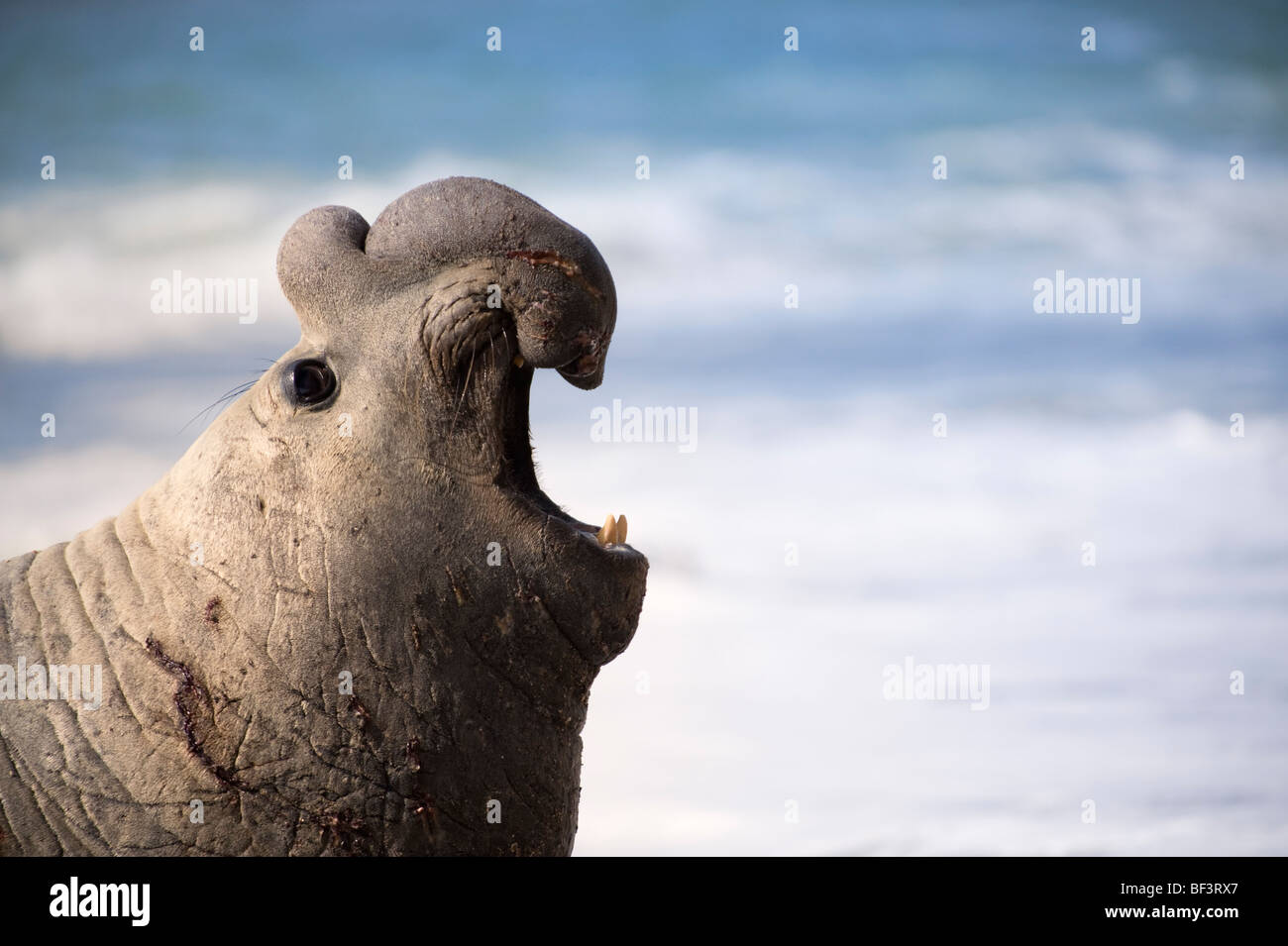 Elefante marino del sud, maschio adulto, penisola di Valdes, Patagonia, Argentina. Foto Stock