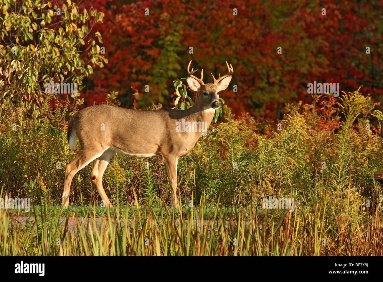 White-Tailed Deer e alberi d'autunno Foto Stock