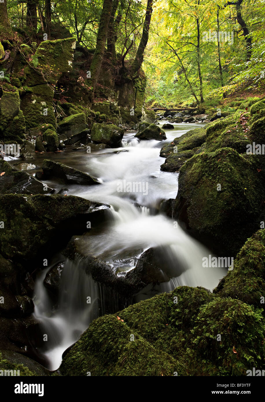 Il fiume che scorre attraverso un bosco inglese Foto Stock