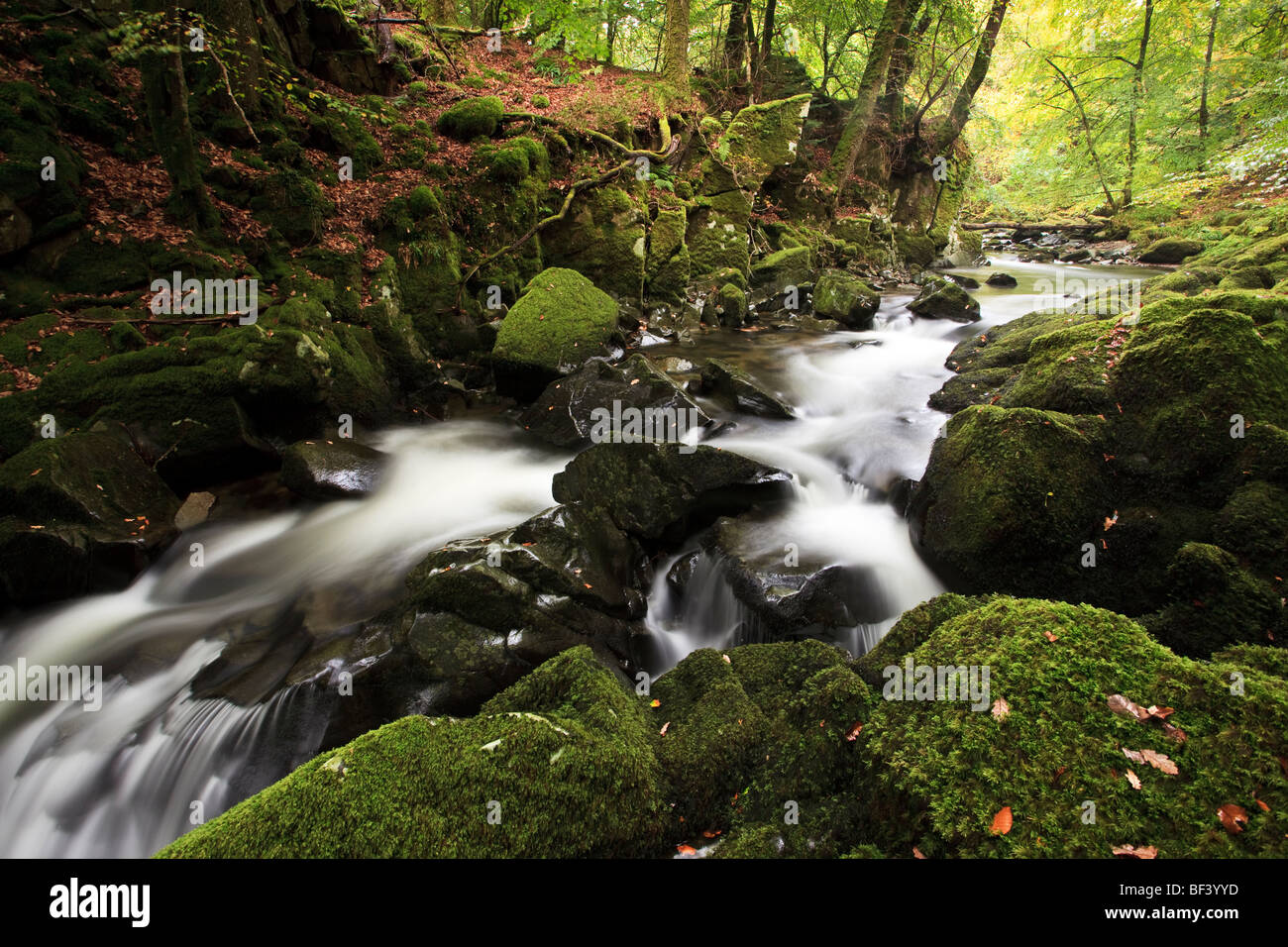 Il fiume che scorre attraverso un bosco inglese Foto Stock