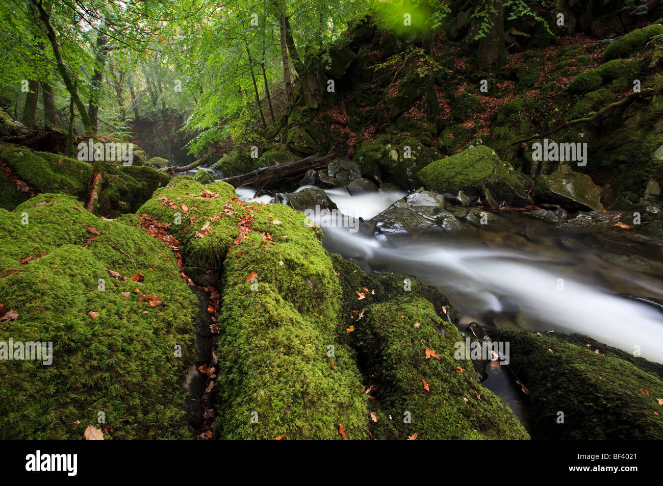Inglese scena di bosco con velocità di flusso Foto Stock