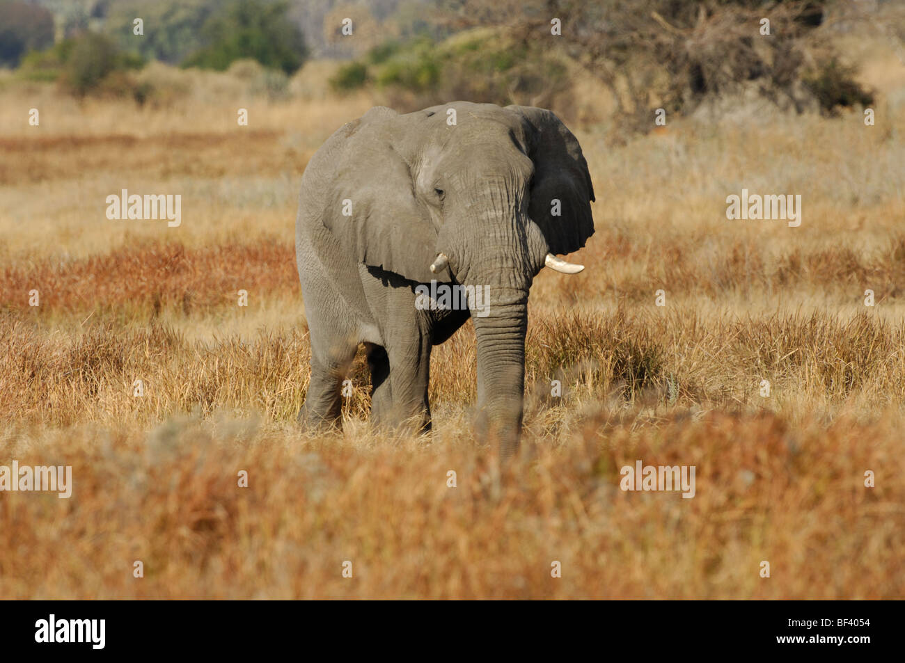 Stock Foto di un elefante di Bull a piedi attraverso le erbe, Chitabe, Okavango Delta, il Botswana. Foto Stock