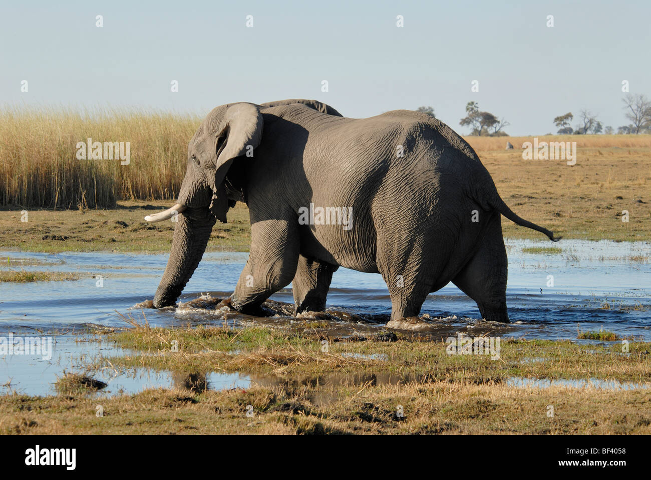 Stock Foto di un elefante di bull che attraversa un ruscello, Linyanti Riserva, il Botswana. Foto Stock