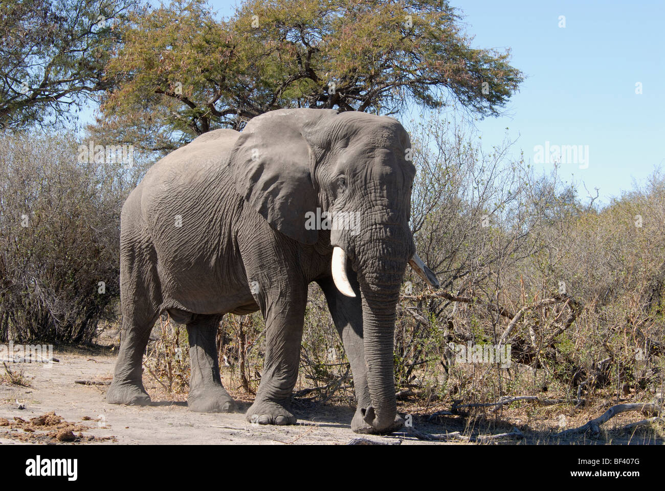 Stock Foto di un elefante di Bull a piedi nei boschi, Linyanti Riserva, il Botswana. Foto Stock