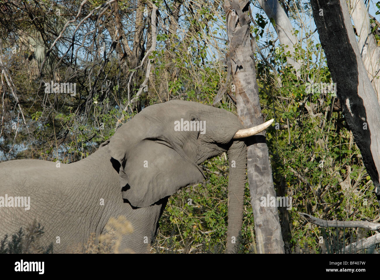 Stock Foto di un elefante africano (Loxodonta africana) agitando i dadi da un albero di palma, Chitabe, Okavango Delta, il Botswana. Foto Stock