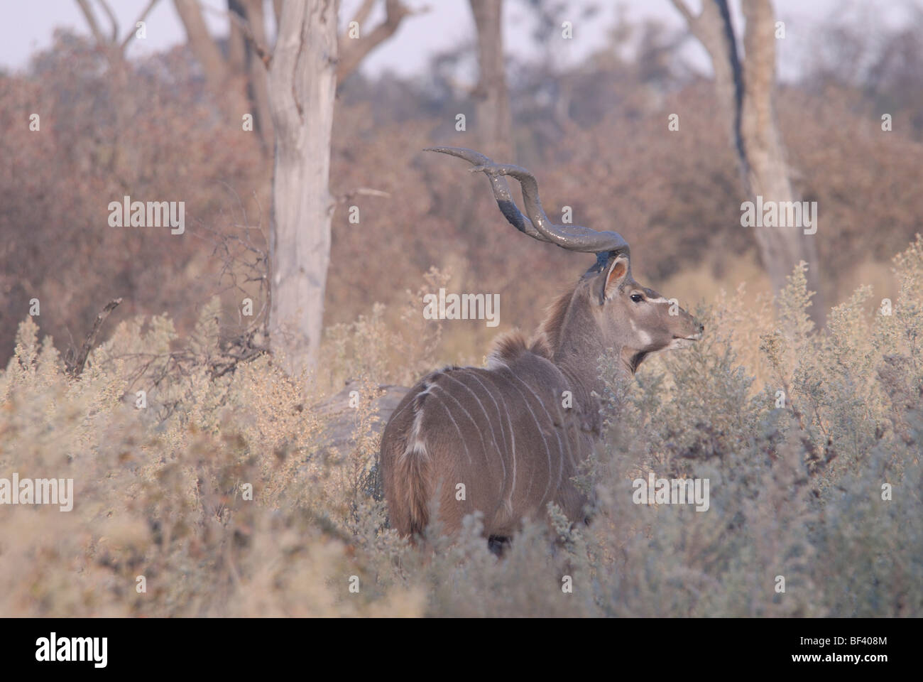 Foto di stock di agreater kudu (Tragelaphus strepsiceros) bull nel bosco, Chitabe, Okavango Delta, il Botswana. Foto Stock