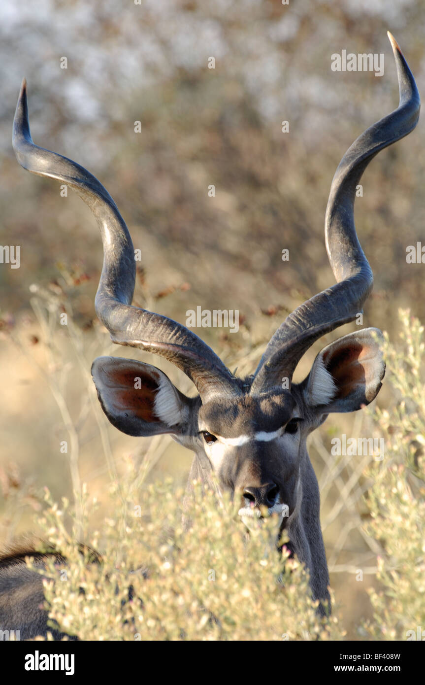 Stock photo closeup di una maggiore kudu (Tragelaphus strepsiceros) bull nel bosco, Chitabe, Okavango Delta, il Botswana. Foto Stock