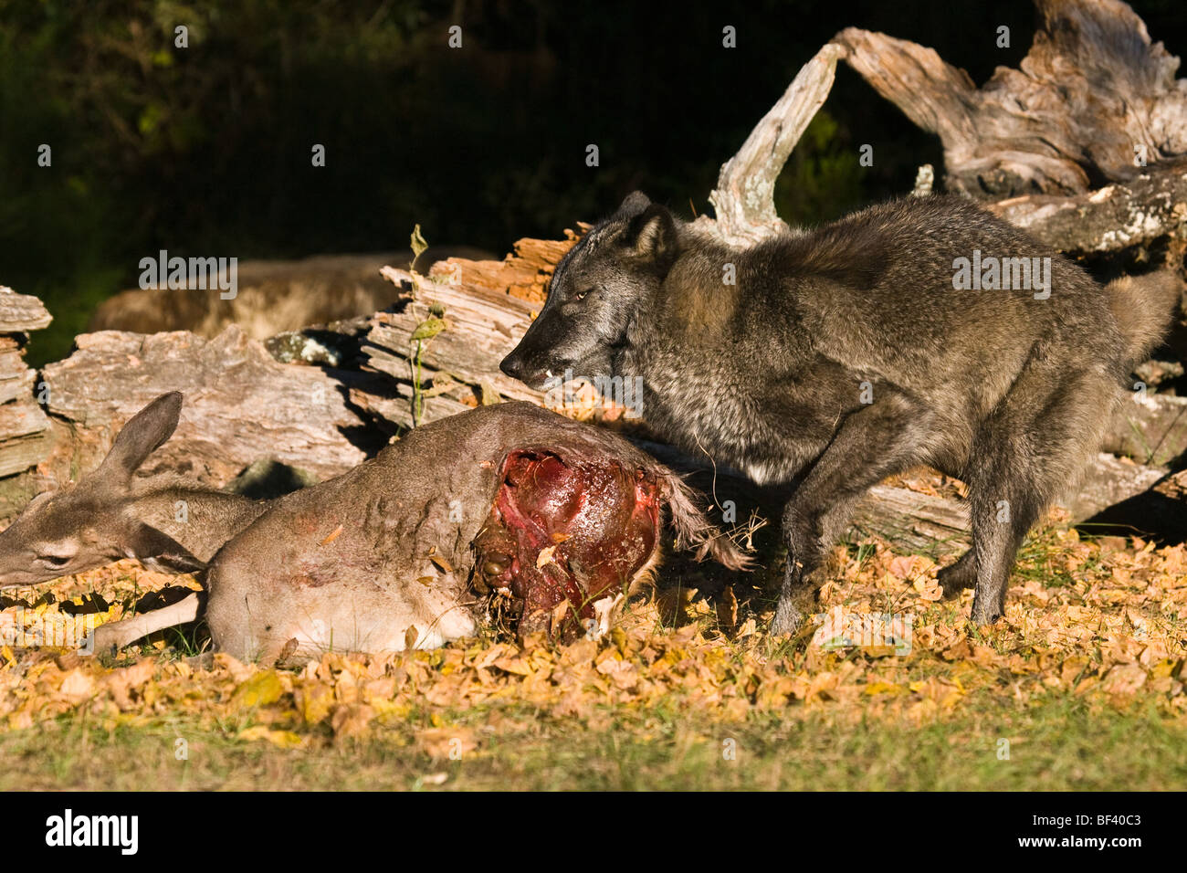 Legname Wolf, Canis lupus, con una fresca deer uccidere. Foto Stock