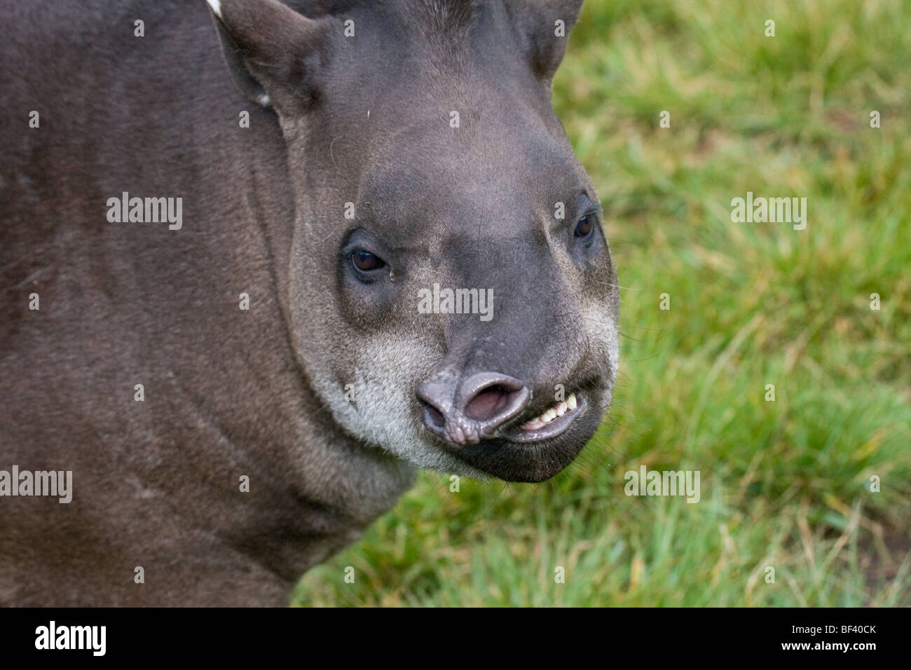 Il tapiro, Tapirus bairdii , da Ecuador, Sud America, naso askew e sembra essere sorridente alla fotocamera. Foto Stock