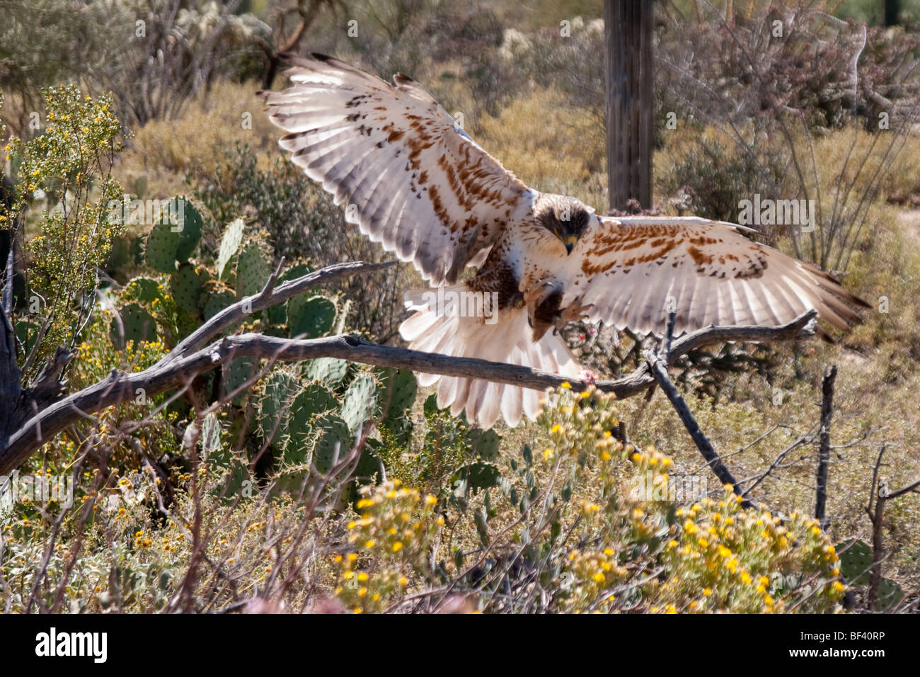 Harris Hawk Sbarco dopo la caccia, questa è stata scattata nel Deserto di Sonora in Arizona Stati Uniti d'America. Questi rapaci di solito caccia come unità familiari Foto Stock