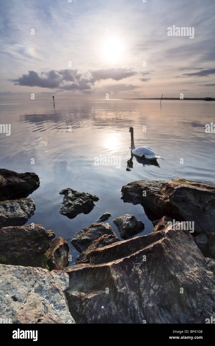 Swan nuoto sulla sponda nord del Lough Neagh vicino alla marina di Antrim, County Antrim, Irlanda del Nord Foto Stock