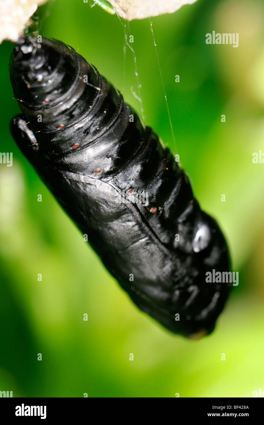 Primo piano di una singola nero larva pupa larvale appendere pronto per berlina metamorfosi lifecycle Foto Stock