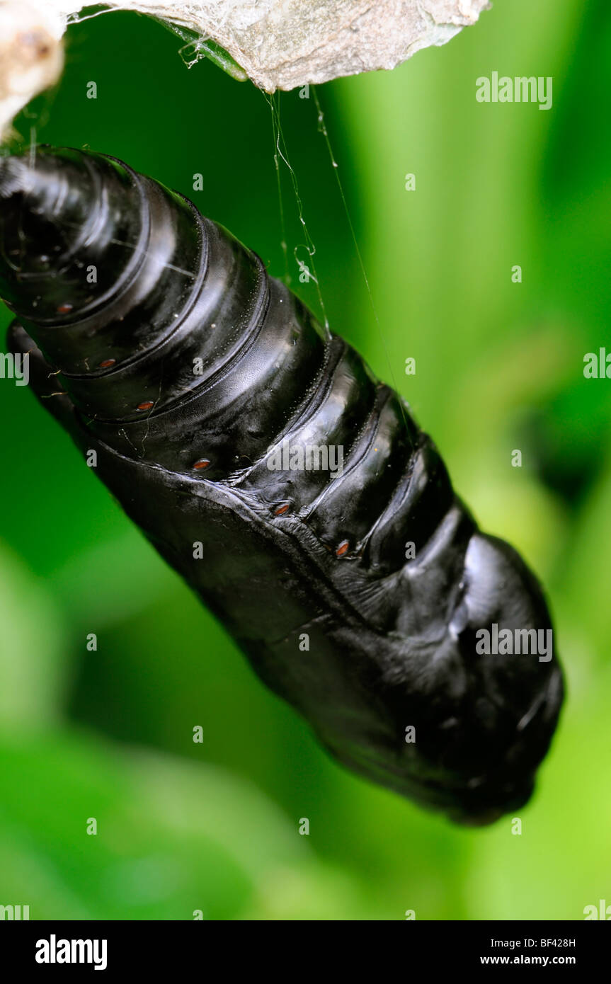 Primo piano di una singola nero larva pupa larvale appendere pronto per berlina metamorfosi lifecycle Foto Stock