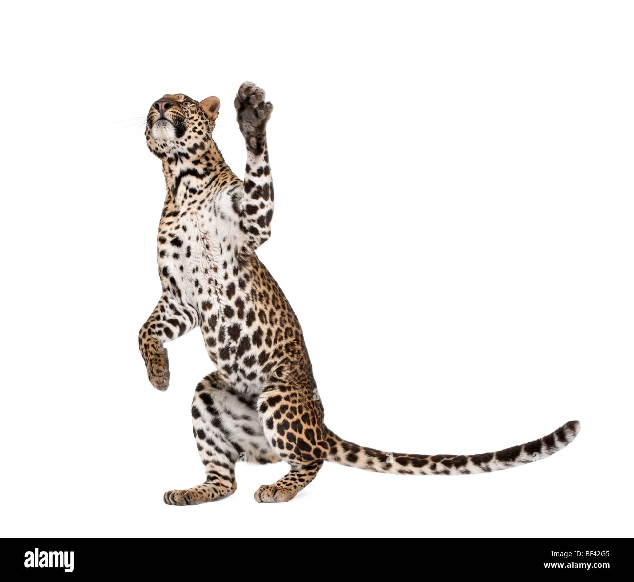 Leopard, Panthera pardus, raggiungendo fino contro uno sfondo bianco, studio shot Foto Stock