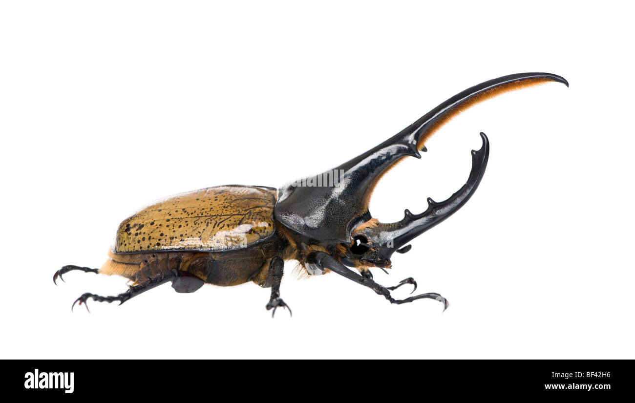 Adulte maschio Hercules beetle, Dynastes hercules, di fronte a uno sfondo bianco, studio shot Foto Stock